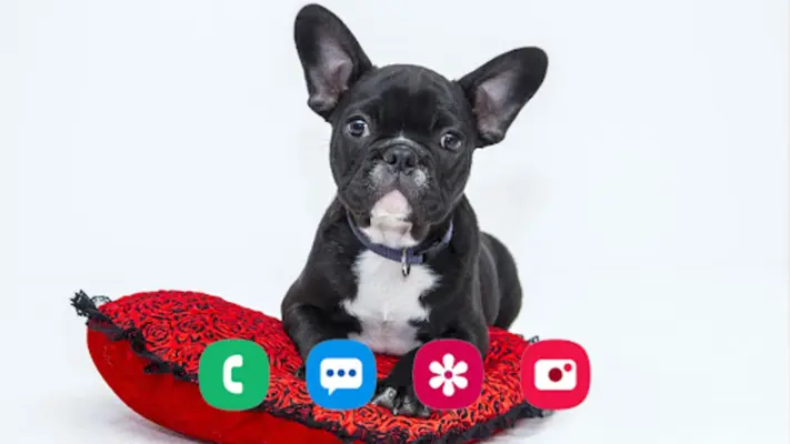 Dog Wallpaper android App screenshot 1